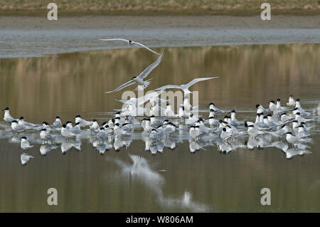 Sandwich terns (Sterna sandvicensis) gathering in shallow water. Oosterend, Texel Island, The Netherlands. Stock Photo