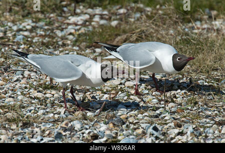 Black-headed gulls (Larus ridibundus) courtship,Texel Island, The Netherlands. Stock Photo