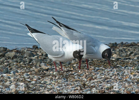 Black-headed gulls (Larus ridibundus) courtship on beach, Texel Island, The Netherlands. April. Stock Photo
