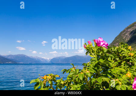 Norwegian panorama with mountains surrounding a fjord in Norway and pink flowers. View from the habour of Vik, a town along Sognefjord in Norway Stock Photo