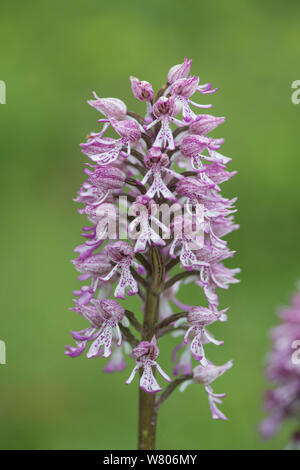 Hybrid Lady x Monkey orchids (Orchis purpurea x O. simia), Buckinghamshire, England, UK, May. Stock Photo