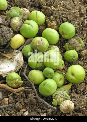 Manchineel tree (Hippomane mancinella) poisonous fruit on the ground,  Barbados. Stock Photo