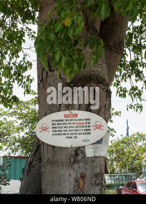 Manchineel tree (Hippomane mancinella) with sign warning that it is dangerous. This species has poisonous fruit, whilst the sap is toxic, and even standing beneath the tree in the rain can cause blistering, Barbados. Stock Photo