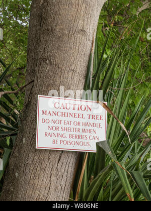 Manchineel tree (Hippomane mancinella) with sign warning that it is dangerous. This species has poisonous fruit, whilst the sap is toxic, and even standing beneath the tree in the rain can cause blistering, Barbados. Stock Photo