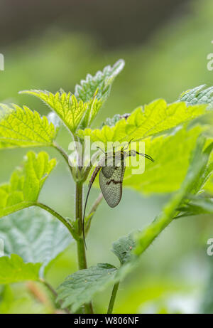Mayfly (Ephemera danica) on nettle, Surrey, England, UK, May. Stock Photo