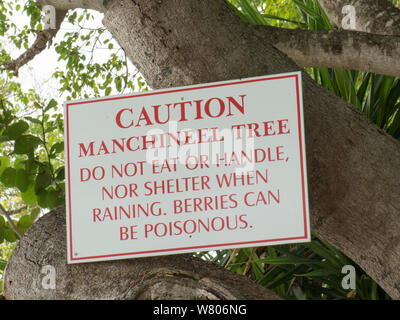 Manchineel tree (Hippomane mancinella) with sign warning that it is dangerous. This species has poisonous fruit, whilst the sap is toxic, and even standing beneath the tree in the rain can cause blistering, Barbados. Stock Photo