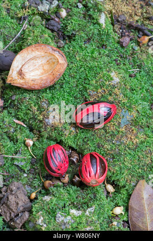 Nutmeg (Myristica fragrans) seed with lacy reddish covering or aril, used to make mace. Barbados. Stock Photo