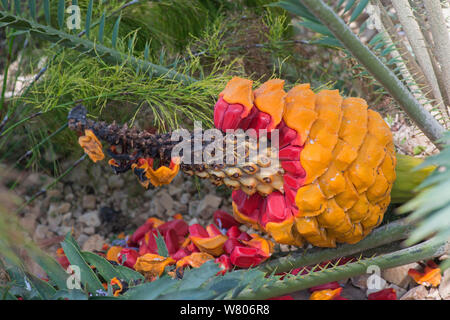 Cycad (Encephalartos villosus) red seeds in cone, cultivated plant. Stock Photo