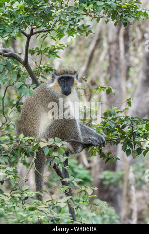 Green monkey (Chlorocebus sabaeus) in tree, Barbados. Stock Photo