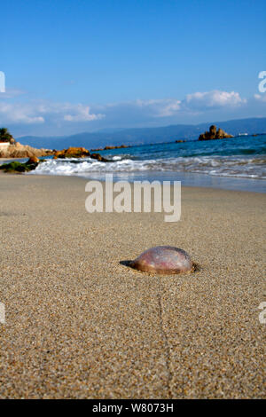 Purple stinger jellyfish (Pelagia noctiluca) washed up on  beach, Corsica Island, France, September Stock Photo