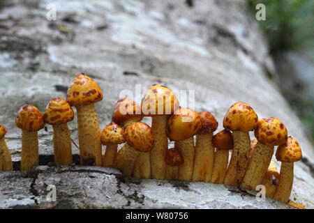 Laughing gym mushrooms (Gymnopilus spectabilis) growing on a tree trunk, Sainte Baume, Var, Provence,  France, September Stock Photo