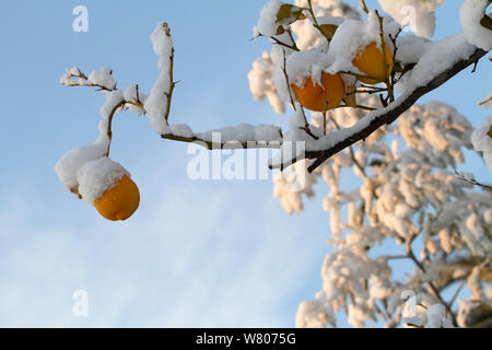 Lemon tree (Citrus limon) covered in snow, Var, Provence, France, February. Stock Photo