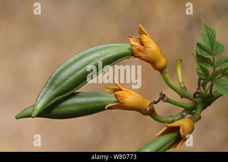 File:Campsis radicans (Trumpet creeper).JPG - Wikimedia Commons