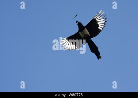 Magpie (Pica pica) in flight carrying nest material , Var, Provence, France, June. Stock Photo