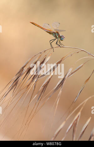 Red-veined darter (Sympetrum fonscolombii) perching on grass, Var, Provence, France, August. Stock Photo