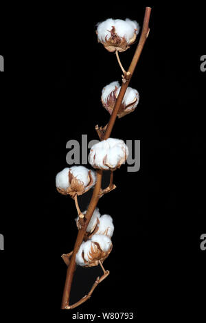 Cotton plant (Gossypium sp) against black background, Var, Provence, France, August. Stock Photo