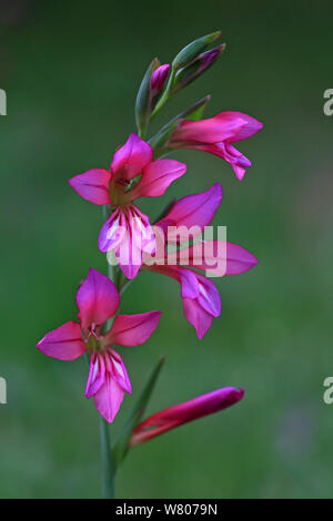 Italian gladiolus (Gladiolus italicus)  flowers in a garden, Var, France, Provence, May. Stock Photo