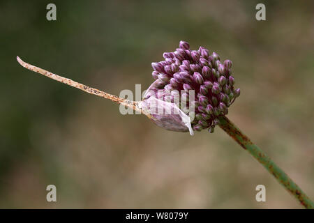 Elephant garlic / Wild leek  (Allium ampeloprasum) flower, Var, Provence, France, May. Stock Photo