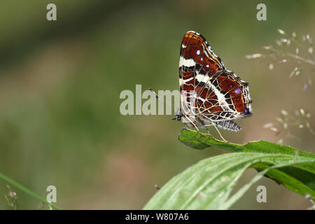 Map butterfly (Araschinia levana) on leaf of Ribwort plantain (Plantago lanceolata) in a meadow, Massat, Ariege, Pyrenees, France, July. Stock Photo