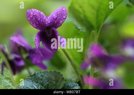 Sweet violet flower (Viola odorata) in the rain, Var, Provence, France, March. Stock Photo