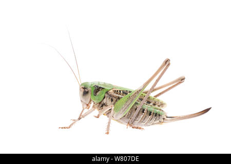 Wart-biter bush-cricket (Decticus verrucivorus) female, The Netherlands, July. Meetyourneighbours.net project Stock Photo
