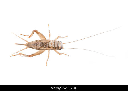 House cricket (Acheta domesticus) male, The Netherlands, September. Meetyourneighbours.net project Stock Photo