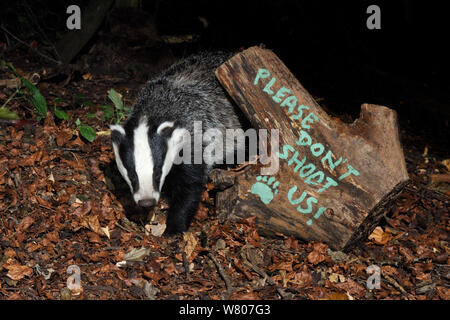 European badger (Meles meles) and message 'Please don't shoot us' protesting against badger culling painted on log. Wiltshire, UK, September 2015.  Taken by a remote camera trap. Stock Photo