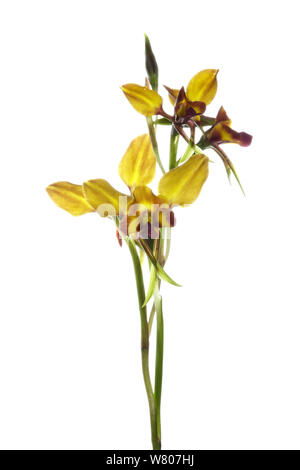 Pansy orchid (Diuris magnifica) Swan Coastal Plain, South-Western Australia. October. Endemic. Stock Photo