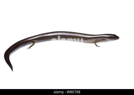 Two-toed earless skink (Hemiergis quadrilineata, Perth, South-Western ...