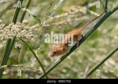 Harvest mouse (Micromys minutus) using its gripping tail to aid its descent of a Common hogweed (Heracleum sphondylium) stem after release into the wild, Moulton, Northampton, UK, June. Stock Photo