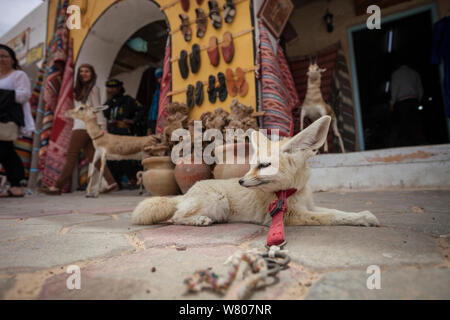 Fennec fox (Vulpes zerda) ‘Sultan’ tied up in front of a tourist shop in the souk,  Douz,  Kebili Governorate. Tunisia. Unwittingly, tourists support the capture of fennec fox cubs from the wild by paying to take photos or even purchasing them, illegally, as pets. Foxes used as tourist attractions often exhibit signs of stress and aggression and die prematurely. April 2013. Stock Photo