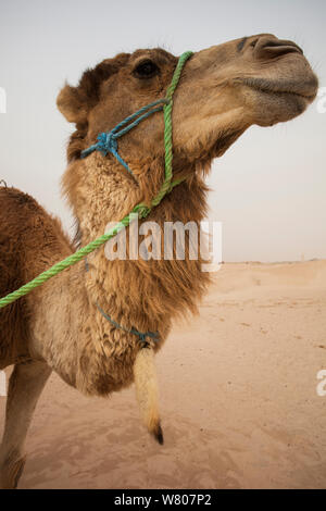 Fennec fox (Vulpes zerda) tail hanging as luck charm from the neck of a dromedary, Kebili Governorate. Tunisia. April 2013. Stock Photo