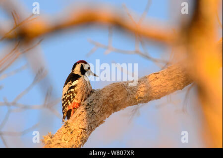 White-backed woodpecker (Dendrocopos leucotos) in sunrise light,  Tartumaa, Estonia. January. Stock Photo