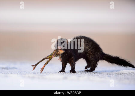 American mink (Mustela vison) on ice with Common frog (Rana temporaria) prey, Tartumaa, January . Introduced species. Stock Photo