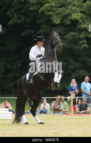 A rider, dressed in Spanish period costume, asks a rare black Kladruber horse/stallion to make a levade, at the Great Riding festival, in Slatinany national stud, Pardubice Region, Czech Republic. Stock Photo