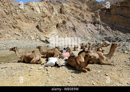 Caravan Dromedary camels (Camelus dromedarius) and their pullers at a resting point, Saba Canyon. Transporting salt from the salt mines of lake Assale to the Mekele market,  Danakil Depression, Afar region, Ethiopia, March 2015. Stock Photo