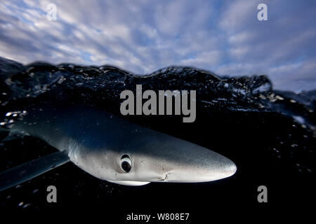 Blue shark (Prionace glauca) just below surface, Hauraki Gulf, Auckland, New Zealand, June. Stock Photo