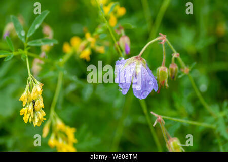 Geranium, the purple cranesbill, is a species of hardy flowering herbaceous perennial plant in the genus Geranium, family Geraniaceae Stock Photo