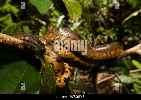Anaconda  (Eunectes murinus murinus) Pacaya-Samiria National Reserve, Amazon, Peru. Stock Photo