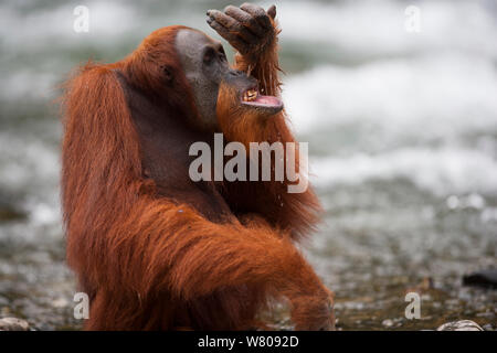 Sumatran orangutan (Pongo abelii) male drinking from river, Gunung Leuser National Park, Sumatra, Indonesia. Stock Photo