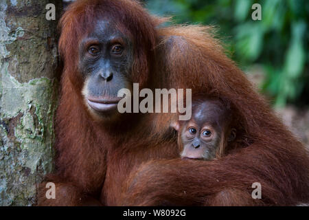 Sumatran orangutan (Pongo abelii) female and young, Gunung Leuser National Park, Sumatra, Indonesia. Stock Photo