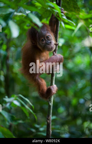 Sumatran orangutan (Pongo abelii) baby climbing, Gunung Leuser National Park, Sumatra, Indonesia. Stock Photo