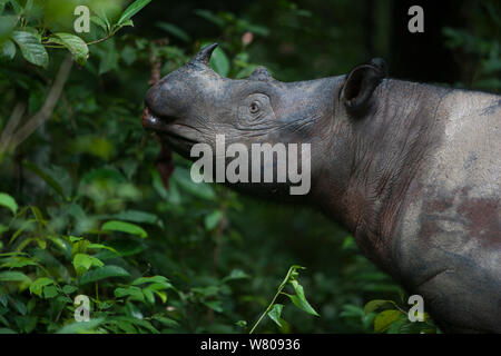 Close up of Sumatran rhinoceros (Dicerorhinus sumatrensis) female feeding. This female was acclimatized to humans. It was therefore kept by conservationist in enclosed in 10 hectare rain-forest to protect it, and to be part of a breeding program, Way Kambas National Park, Sumatra, Indonesia. Stock Photo