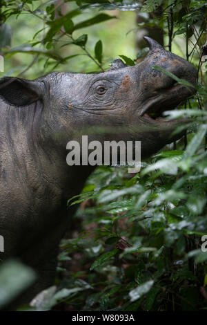 Close up of Sumatran rhinoceros (Dicerorhinus sumatrensis) female feeding. part of a breeding program, Way Kambas National Park, Sumatra, Indonesia. Stock Photo