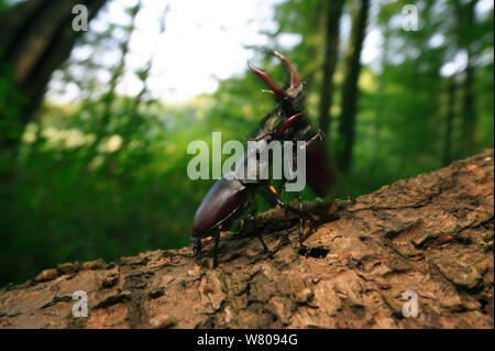 Stag beetles (Lucanus cervus) males fighting, Burgundy, France, July. Stock Photo