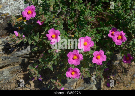 Hybrid rock rose (Cistus x incanus) hybrid between Cistus albidus and Cistus crispus. Alentejo, Portugal, April. Stock Photo