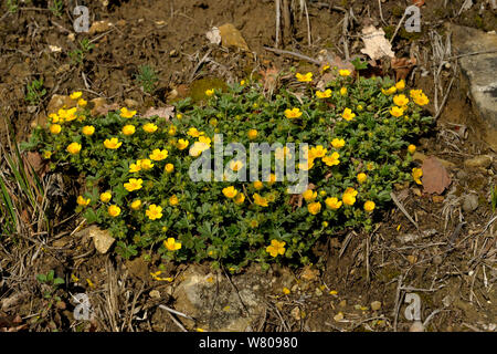 Creeping buttercup (Ranunculus repens) in flower, Dordogne, France July Stock Photo