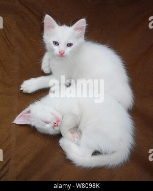 Two seven week old white kittens on a brown chair. One is asleep whilst the other looks at the camera