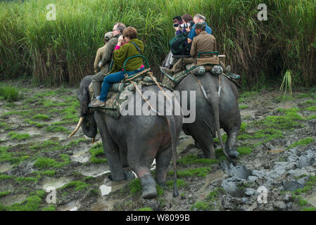 Asian elephant (Elephus maximus) carrying  tourists, Kaziranga National Park, Assam, North East India, November 2014. Stock Photo