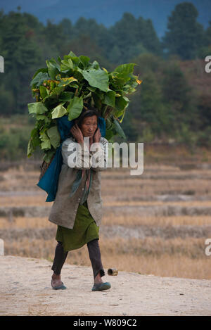 Apatani woman carrying heavy load of leaves. The woman has facial tattoos and traditional cane nose plugs / Yapin Hulo, now  outlawed. Apatani Tribe, Ziro Valley, Himalayan Foothills, Arunachal Pradesh.North East India, November 2014. Stock Photo